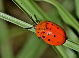 argus tortoise, red beetle on a grass