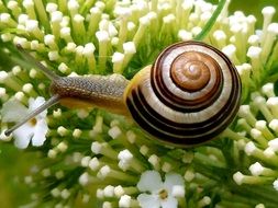 garden snail in close-up