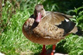 Water brown Duck