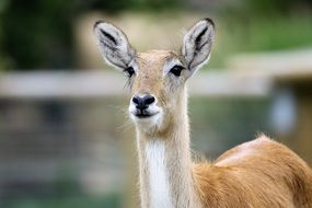 portrait of an antelope in the wild