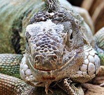 big iguana close up