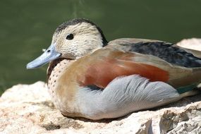 Beautiful mandarin duck near the pond