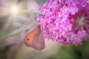 butterfly int he spring garden