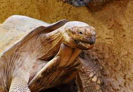 giant tortoise in wildlife close-up