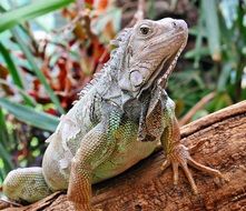iguana in the zoo