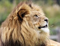 furry lion in the wild