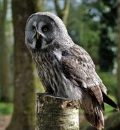 Grey Owl Large