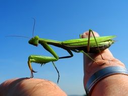 green mantis on a finger