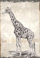 Giraffe Wildlife Animal Wild