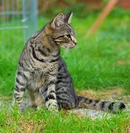 A cat sitting on green herb and watching to the right