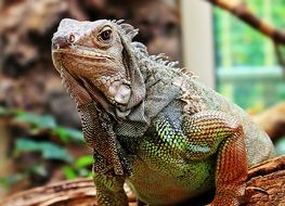 Iguana in a zoo