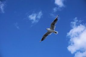 white gull in the sky with clouds