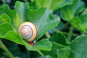 snail is crawling on the green leaf