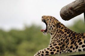 Big Cat Leopard