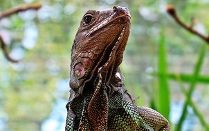 Iguana Reptile Zoo Lizard portrait