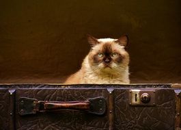 portrait of Cat in a suitcase sitting and watching