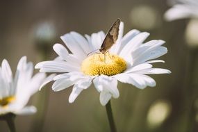 Butterfly on the marguerite