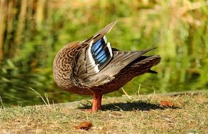 Duck is cleaning itself
