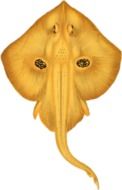 sand yellow fish