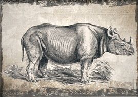 wild rhino drawing