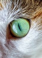 The wonderfull green eye of domestic cat