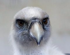 Wild Griffin Vulture