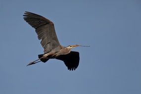 great blue heron in clear sky