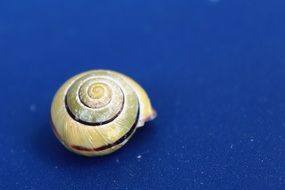 snail shell on the blue background