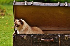 British shorthair cat sits in a suitcase