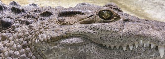 muzzle of a large crocodile