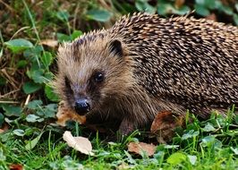 cute hedgehog in the forest