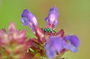 stinging wasp on a purple flower close-up on blurred background