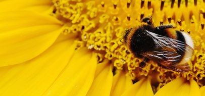 The single hummel on the yellow sunflower