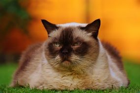 thoroughbred british shorthair closeup