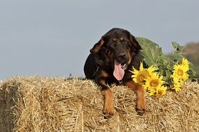 funny dog on straw