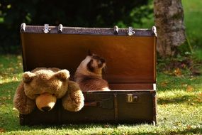 cat and teddy bear in a suitcase