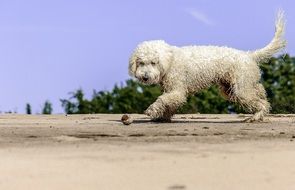 dog plays on the beach