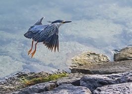 portrait of Heron Flying in the wildlife