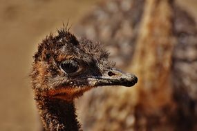 head of a young ostrich
