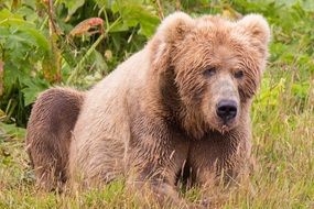 Kodiak Brown Bear