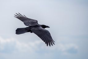 heavenly Raven Flight