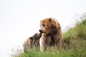 brown bear family on the meadow