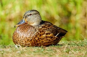 Duck ,Water Bird, ,Lying, Meadow
