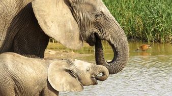 two elephants drink water from the river