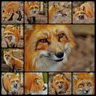 clipart of the fox pictures collage