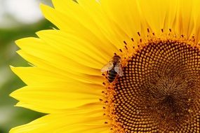 Sun Flower Bees