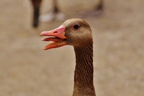 Goose with open mouth