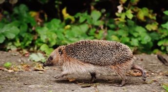 Cute small hedgehog