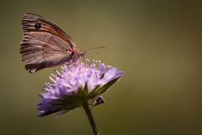 meadow brown butterfly on a flower