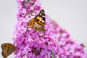 Bitterflies on a blossoming lilac